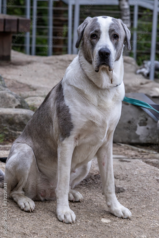 Dog niemiecki – rasa psa zaliczana do grupy molosów w typie doga, wyhodowana w Niemczech jako pies bojowy i do polowania na duże ssaki.