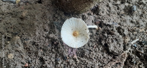 White Fragile Dapperling Mushroom Growing in Wet Ground Soil photo