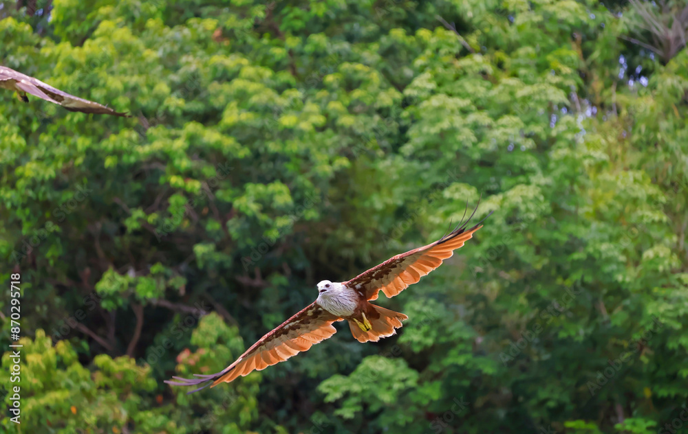 Fototapeta premium Closeup of a Red Hawk Flying near the Rainforest in Trat Province, the Eastern Region of Thailand