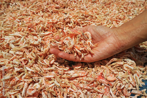 Fisherman Checking His in Processed Sun-dried Shrimps, Bang Chan Fishing Village in Chanthaburi Province, the Eastern Region of Thailand photo