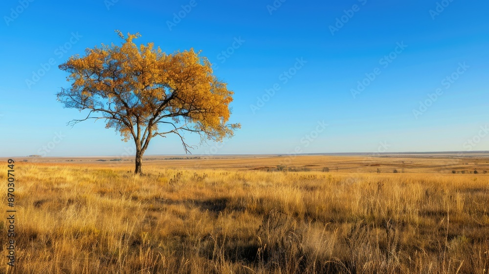 Tranquil autumn scene with clear blue skies in savanna Tranquil autumn scene with clear blue skies in savanna
