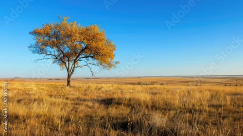Tranquil autumn scene with clear blue skies in savanna © chanidapa