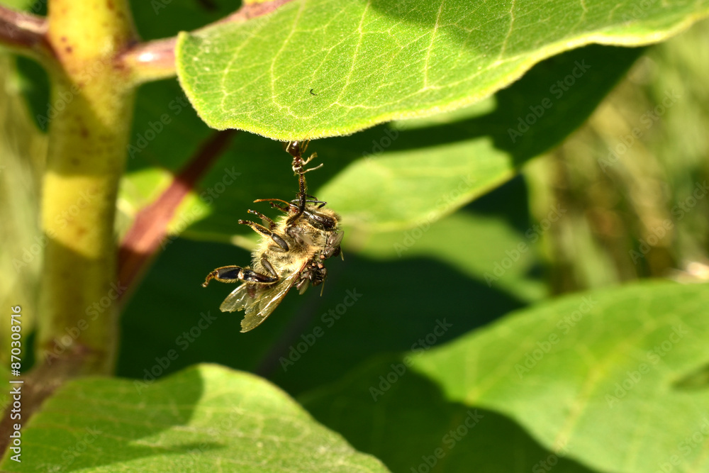 Remains of a bee's body eaten by flies. Close-up.