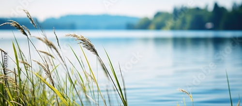 Focus is on sedge in this s...