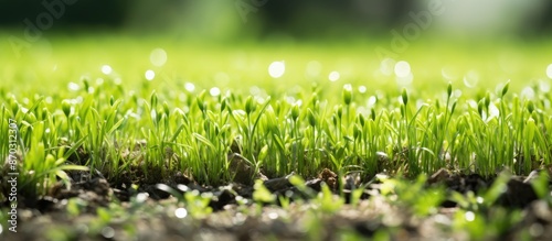 Close-up image of a reseede...