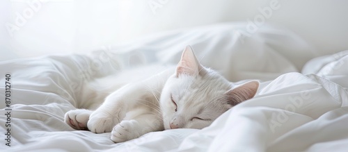 Adorable white cat. with co...