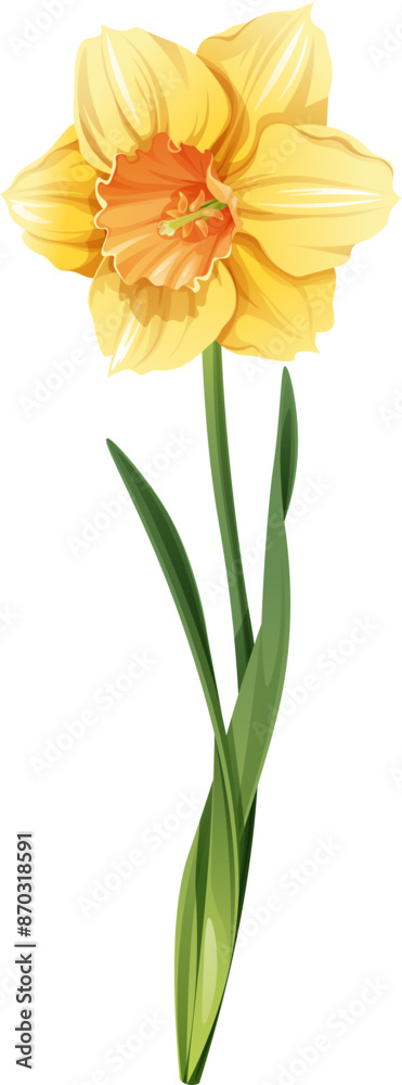 Daffodil on an isolated background in cartoon style. Spring yellow flower for Easter. Beautiful narcissus flower. Vector floral illustration. Daffodil on an isolated background in cartoon style. Spring yellow flower for Easter. Beautiful narcissus flower. Vector floral illustration.