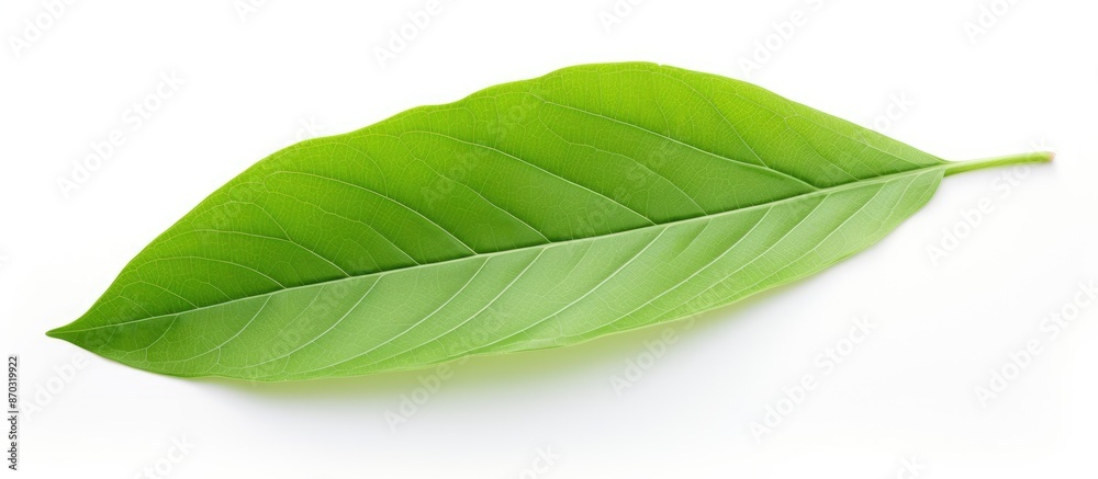 Obraz premium Green leaf on white backdrop with copy space image available.