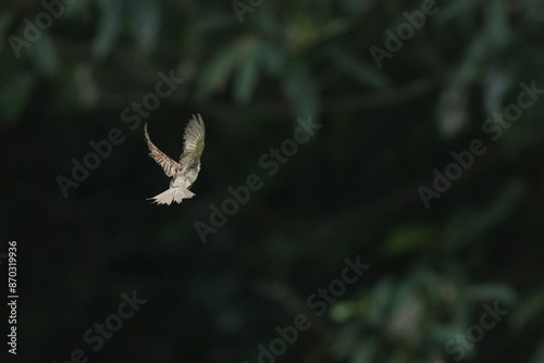 eurasian tree sparrow in a field photo