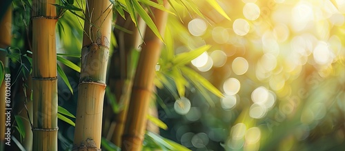 View of bamboo trunks with soft natural light in a blurry style, featuring lush green leaves and tree lines along with bokeh in a tropical rainforest setting, forming a growing bamboo border design photo