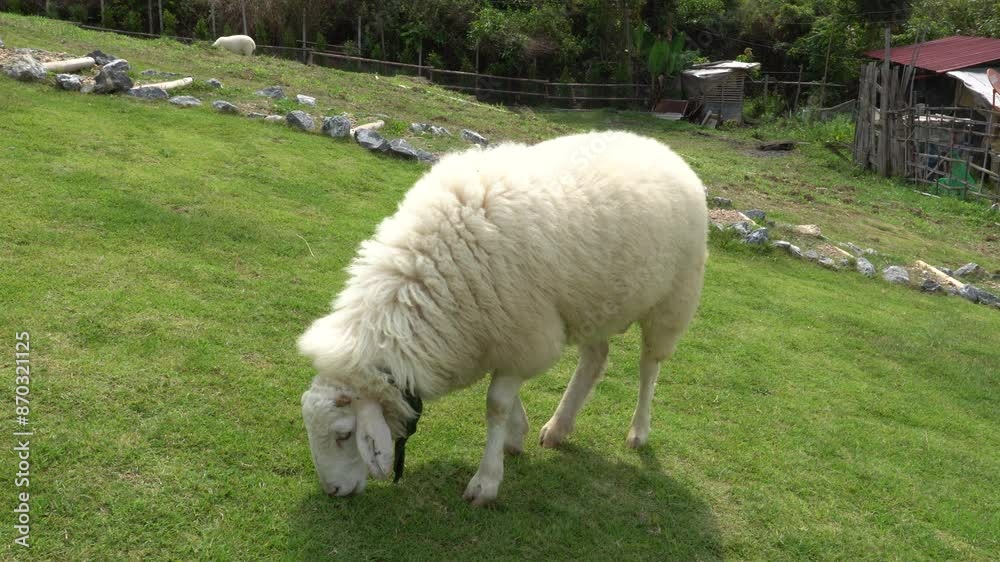 Farm animal sheep walking, resting, eating grass freely in farmland Farm animal sheep walking, resting, eating grass freely in farmland