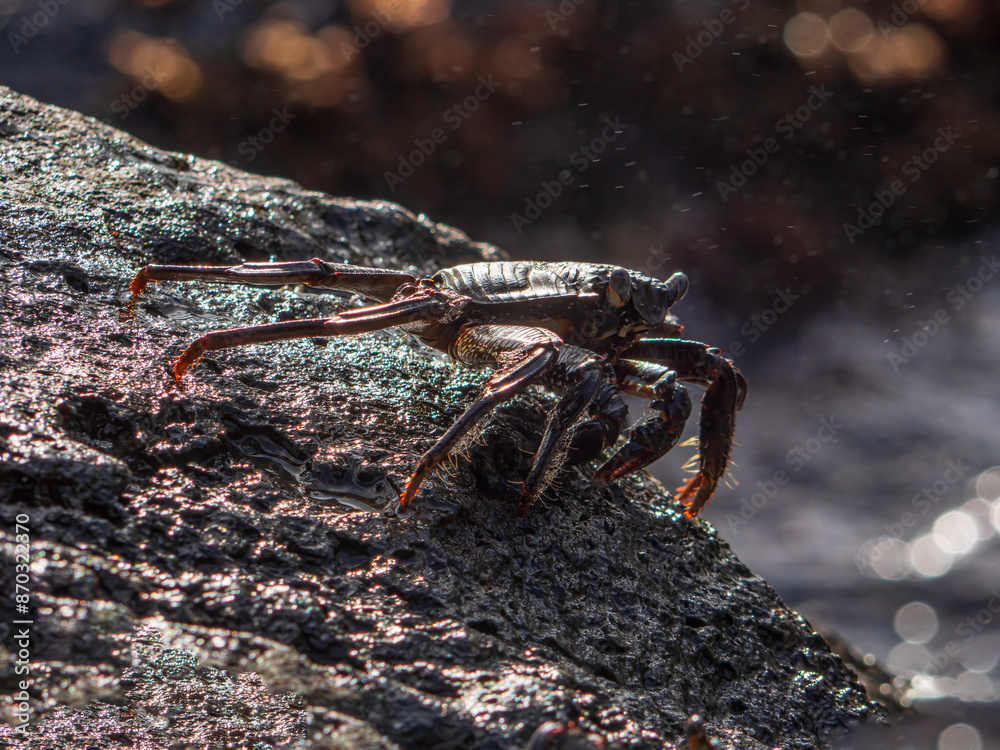 Fototapeta premium Crab in close up black rock view at the Hawaiian Oahu island 