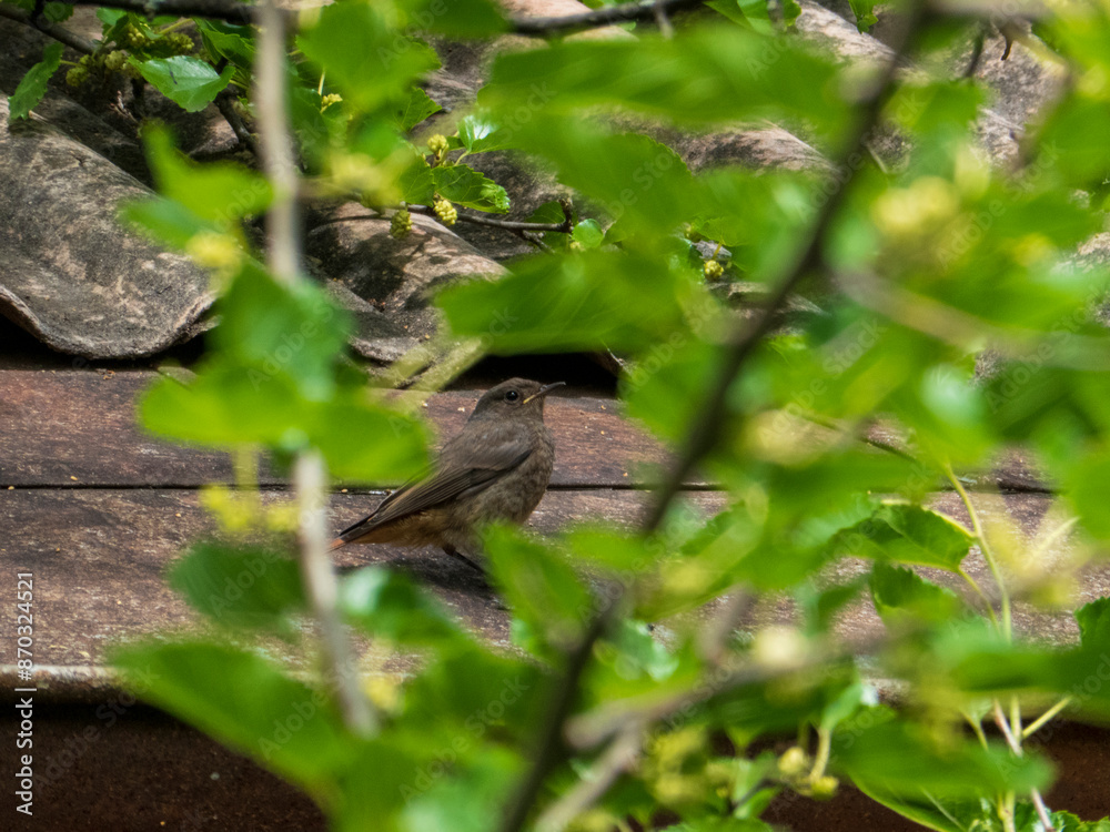 The common redstart bird sitting on a roof The common redstart bird sitting on a roof