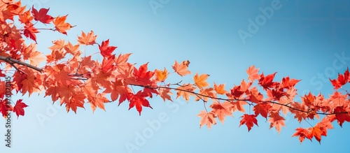 Autumn-themed banner with r...