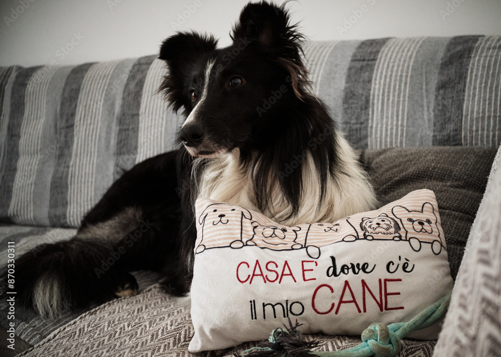 Foto scattata nelle colline di Tassarolo ad un cucciolo di border collie.