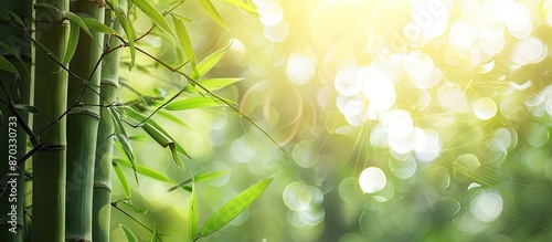 View of bamboo trunks with ...