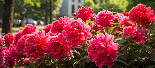 Vivid red and pink peony fl...