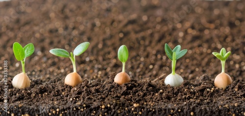 Close-up of seedlings emerging from soil, representing growth and new beginnings. Ideal for agriculture, farming, and nature concepts. photo