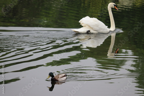 Fototapeta Naklejka Na Ścianę i Meble -  Swans in Ireland