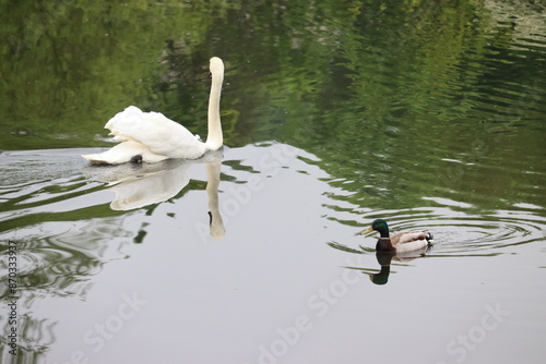 Photography Swans in Ireland