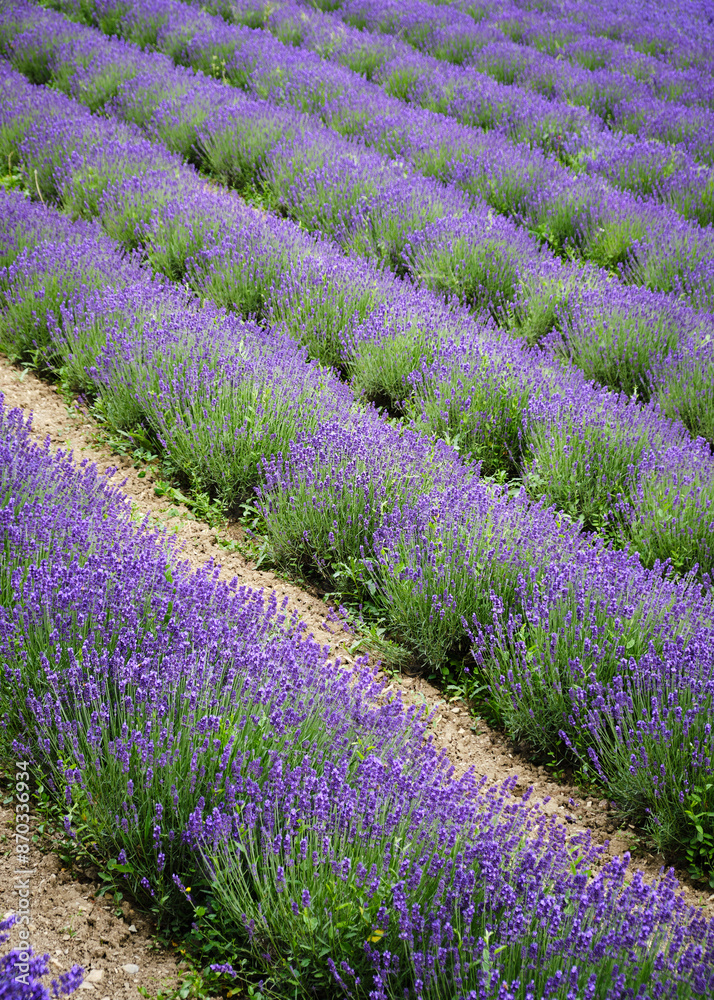 Foto scattata a Vendersi in Val Borbera. Il borgo famoso per gli spaventapasseri e per i campi di lavanda.