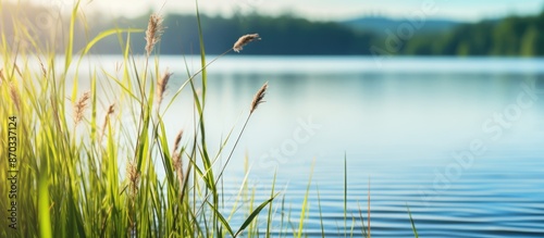 Focus is on sedge in this s...
