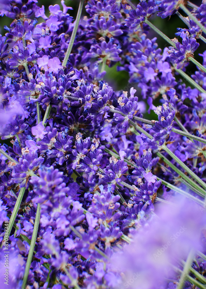 Foto scattata a Vendersi in Val Borbera. Il borgo famoso per gli spaventapasseri e per i campi di lavanda.