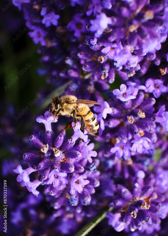 Foto scattata a Vendersi in Val Borbera. Il borgo famoso per gli spaventapasseri e per i campi di lavanda.