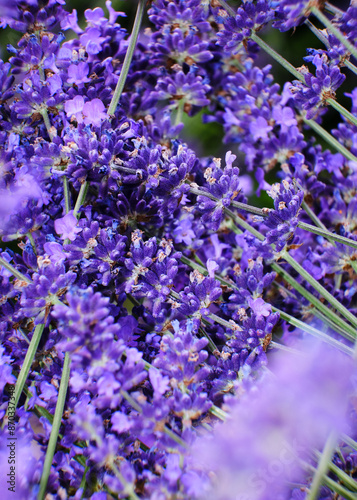 Obraz na płótnie Foto scattata a Vendersi in Val Borbera. Il borgo famoso per gli spaventapasseri e per i campi di lavanda. w salonie