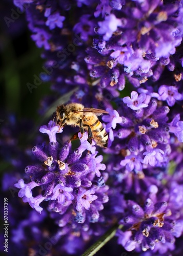 Obraz na płótnie Foto scattata a Vendersi in Val Borbera. Il borgo famoso per gli spaventapasseri e per i campi di lavanda. w salonie
