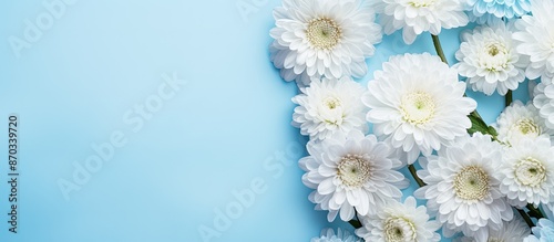 Chrysanthemum flowers on a ...