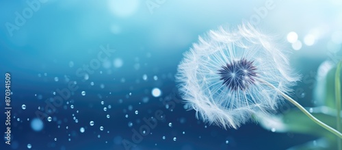 A dandelion seed covered in water droplets against a dreamy backdrop with a copy space image for your design, ideal for a web banner.
