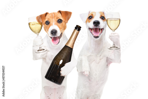 Photography Portrait of two Jack Russell Terrier dogs with glasses and a bottle of champagne