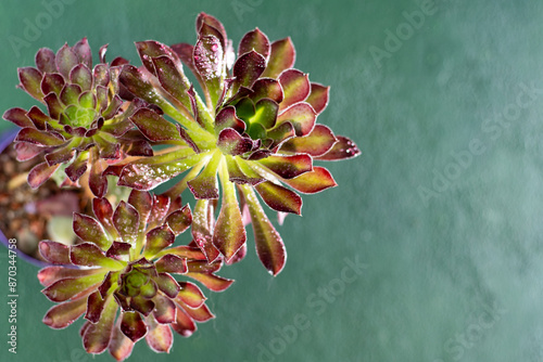 Flower Aeonium Schwarzkopf succulent. Leaves plant. Arboreum Black Rose. Green background copy space. photo