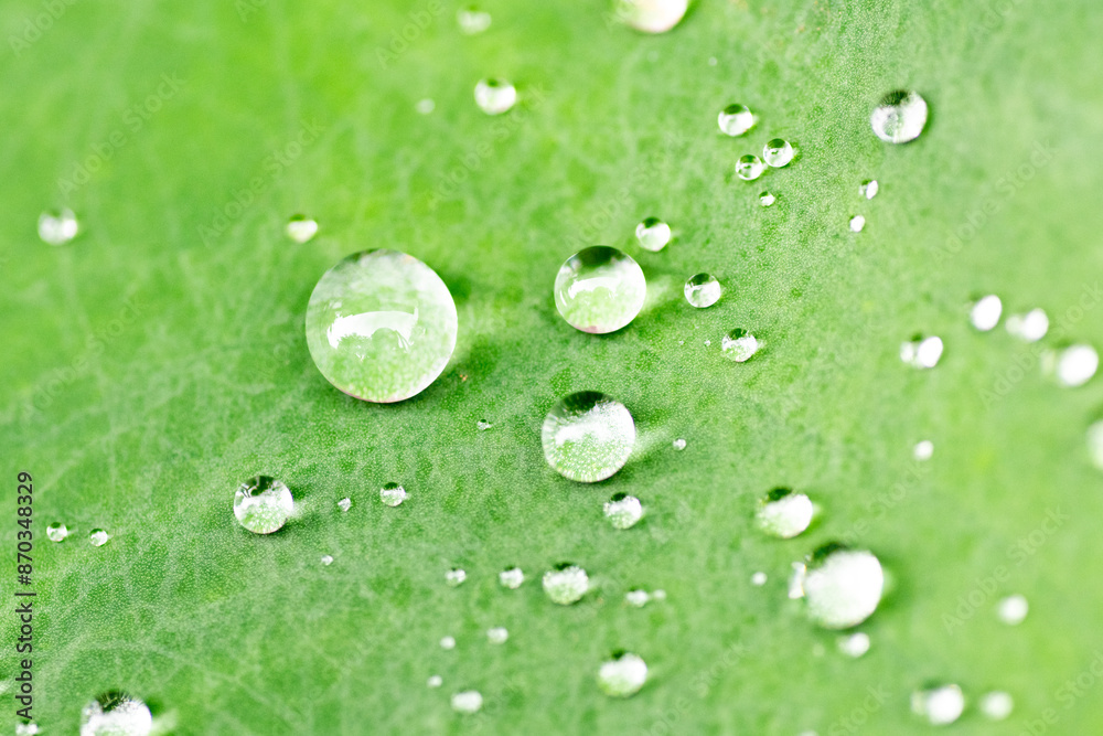 Water drop on the leaf of taro (Colocasia esculenta)