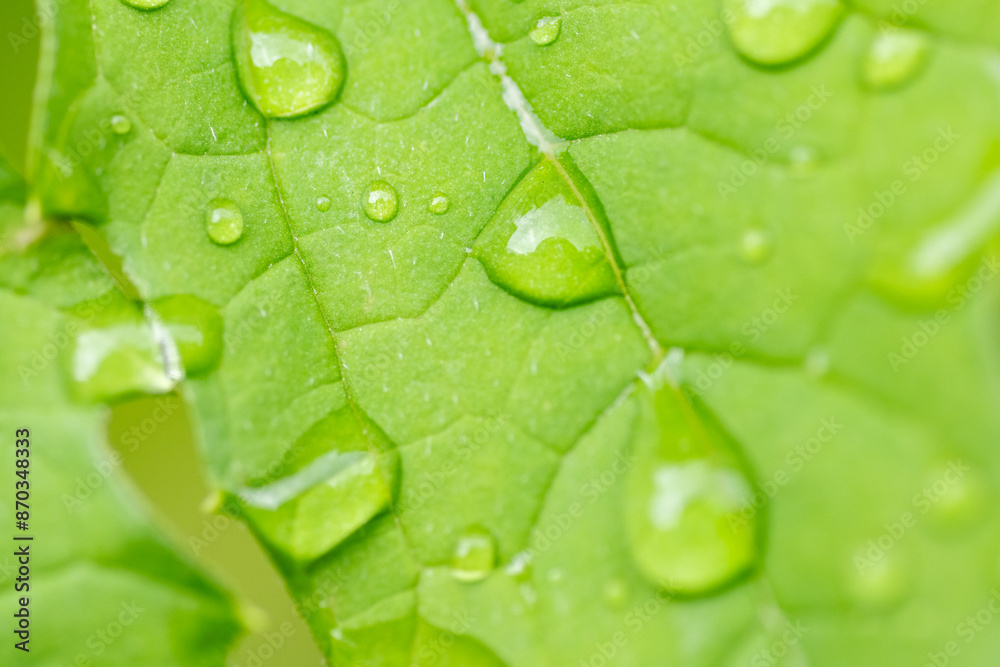 Water drop on the leaf of bitter gourd (Momordica charantia)