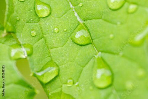 Obraz na płótnie Water drop on the leaf of bitter gourd (Momordica charantia) w salonie