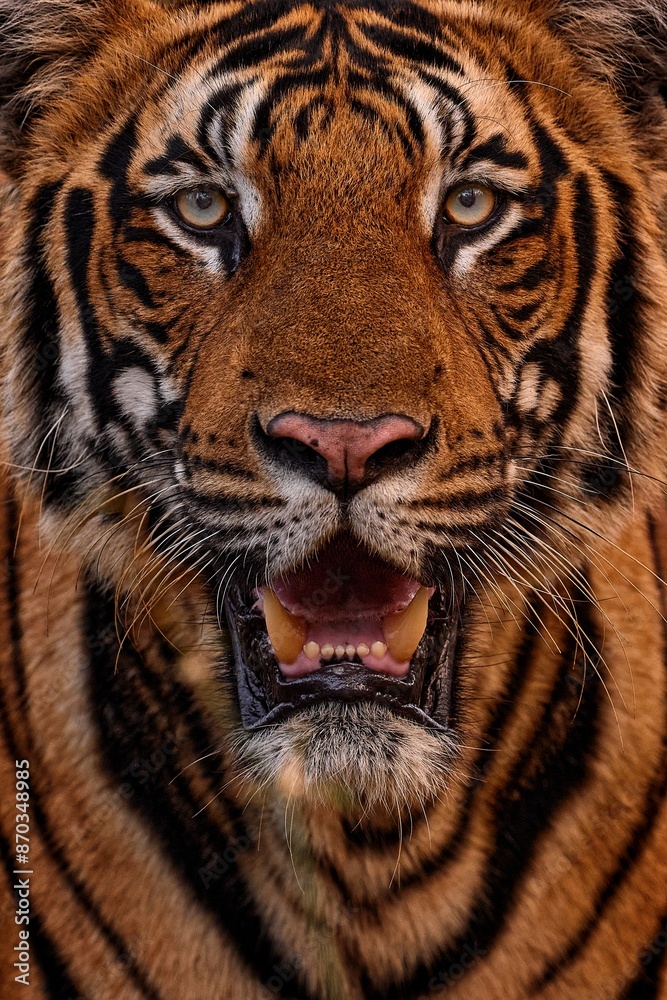 Fototapeta premium India, tiger close-up detail portrait. Indian tiger walk between the trees, hidden in the forest. Big orange striped cat in the nature habitat, Kabini Nagarhole National Park in India. Tiger from Asia