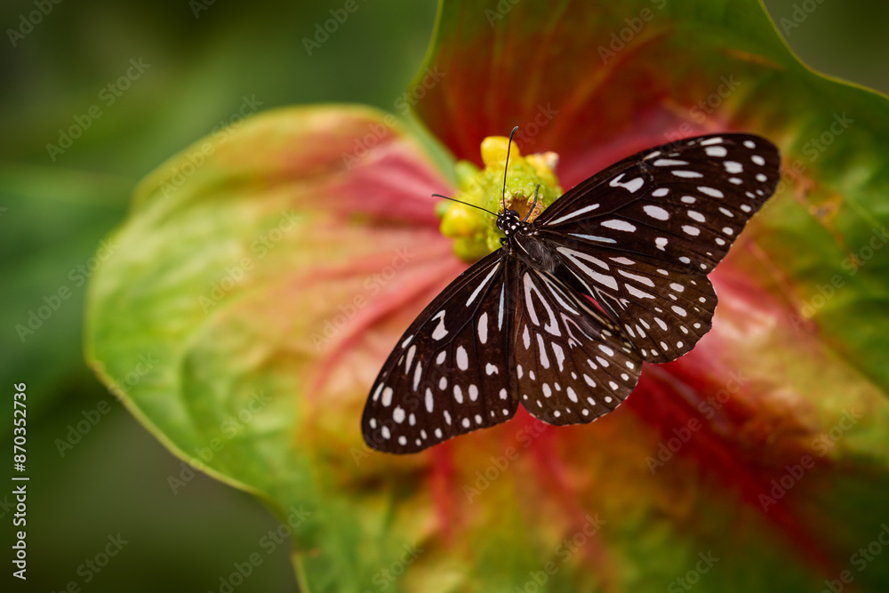Dark blue tiger butterfly, Tirumala septentrionis, beautiful insect in the tropic forest. Butterfy sitting on the red flower leaf, Borneo, Malaysia. Wildlife, southeast Asia and India Dark blue tiger butterfly, Tirumala septentrionis, beautiful insect in the tropic forest. Butterfy sitting on the red flower leaf, Borneo, Malaysia. Wildlife, southeast Asia and India