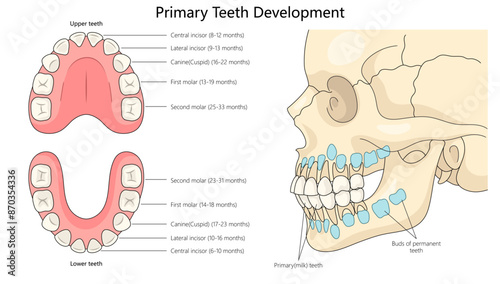 development stages of primary teeth, timelines for each type of tooth and their positions in the mouth diagram hand drawn schematic vector illustration. Medical science educational illustration