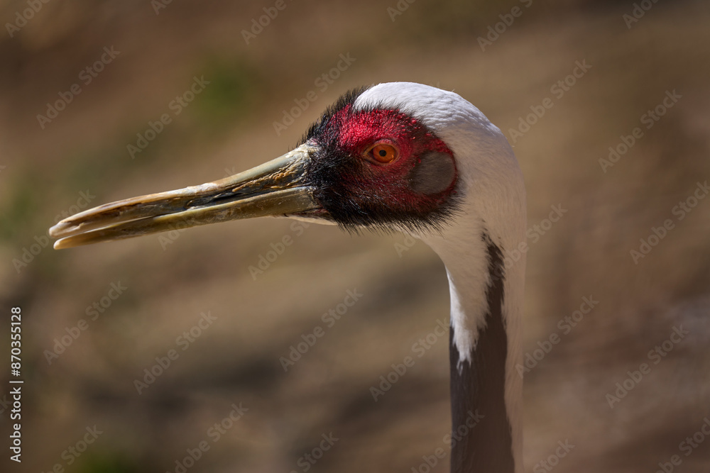 Fototapeta premium Wattled crane, Bugeranus carunculatus, close-up portrait in nature, Botswana. Big bird with long neck from southern Africa, wildlife nature. Crane in the habitat, sunny day.