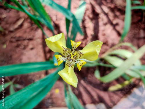 This image features a beautiful Trimezia flower in full bloom. Its striking yellow petals are adorned with distinctive brown spots, creating a captivating contrast. photo