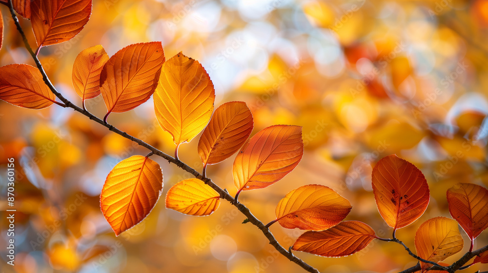 Yellow, orange and red autumn leaves in an autumn park, focus on the leaves, background blurred Yellow, orange and red autumn leaves in an autumn park, focus on the leaves, background blurred