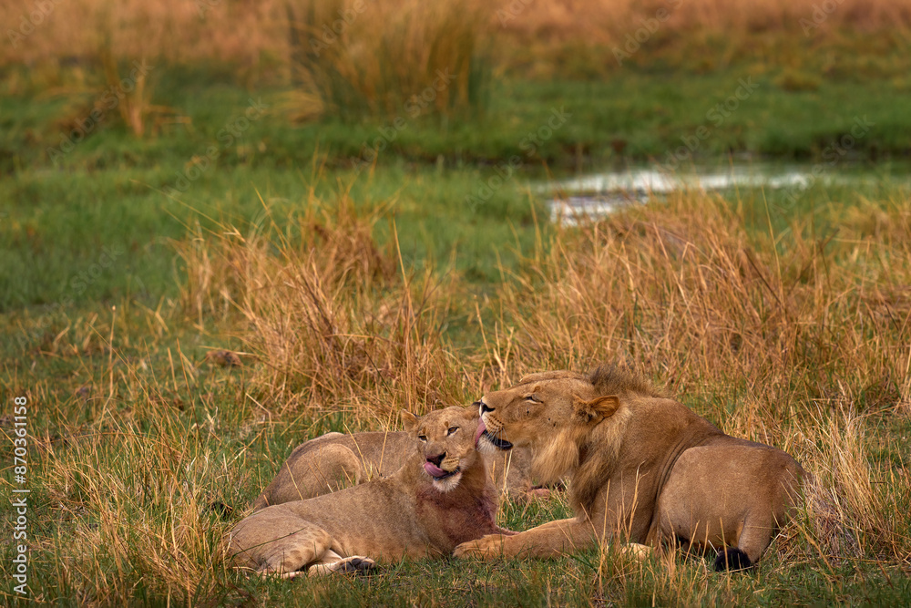 Lion - licking its snout after hunting. Lions, Khwai river, Botswana in Afica. Big cats family in the nature habitat, Botswana nature. Animal behavior in nature. Lion Lion - licking its snout after hunting. Lions, Khwai river, Botswana in Afica. Big cats family in the nature habitat, Botswana nature. Animal behavior in nature. Lion