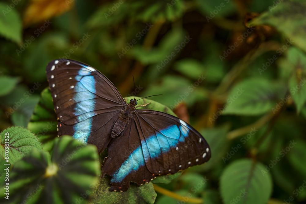 Obraz premium Butterfly in Ecuador. Morpho achilles, Insect on flower leave in the nature habitat. Blue butterfly in South America. Wildlife nature. Tropic butterfly in the jungle fores.