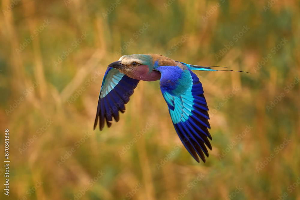 Obraz premium Africa bird fly. Lilac-breasted roller, Coracias caudatus, head with blue sky. Pink and blue animal. Evening sunset with bird on the tree. Beautiful African bird, close-up portrait. Detail portrait.