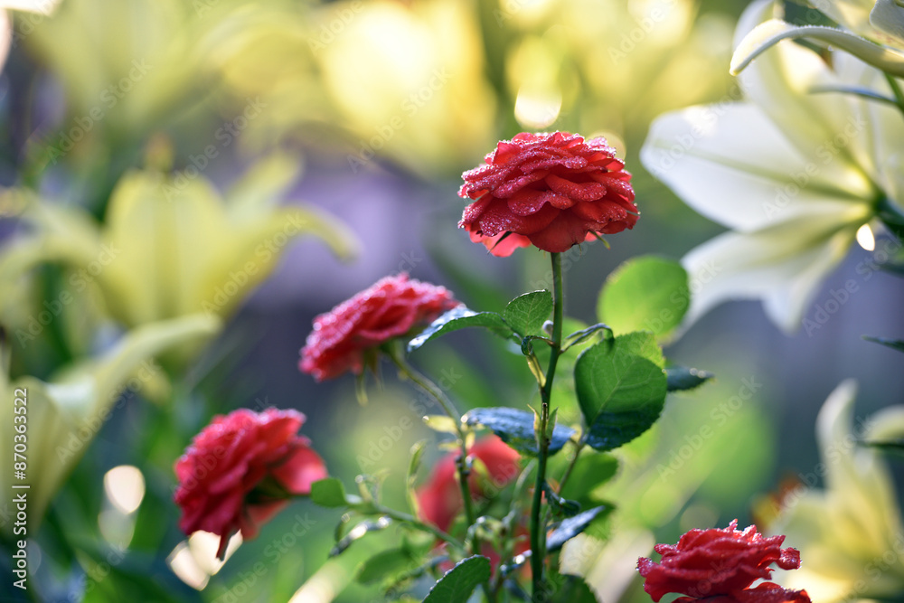 Obraz premium Red rose flower background. Red roses on a bush in the garden. Red rose magic. close-up. beauty of nature, delicate flowers, bouquet of roses as a gift. symbol of love