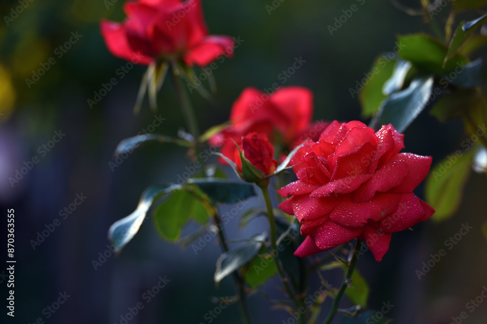 rose. Red rose flower background. Red roses on a bush in the garden, close-up. Red rose flower in a flower bed. Red Rose Magic. beautiful flower gift. beauty in nature. close-up rose. Red rose flower background. Red roses on a bush in the garden, close-up. Red rose flower in a flower bed. Red Rose Magic. beautiful flower gift. beauty in nature. close-up
