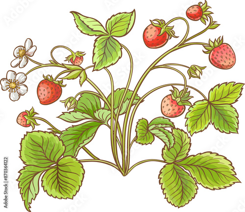 Strawberry Plant Colored Detailed Illustration.