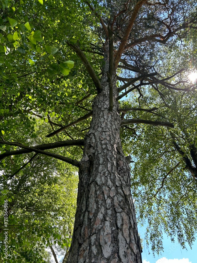 Obraz premium view of the trunk and crown with branches of a large pine tree in a natural park in summer. The concept of nature tourism during vacations and vacations